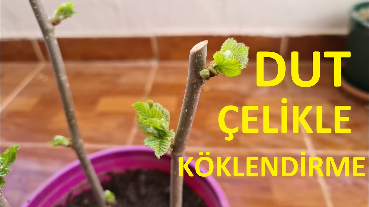 Dut çelikle köklendirme , basit ve pratik yöntem