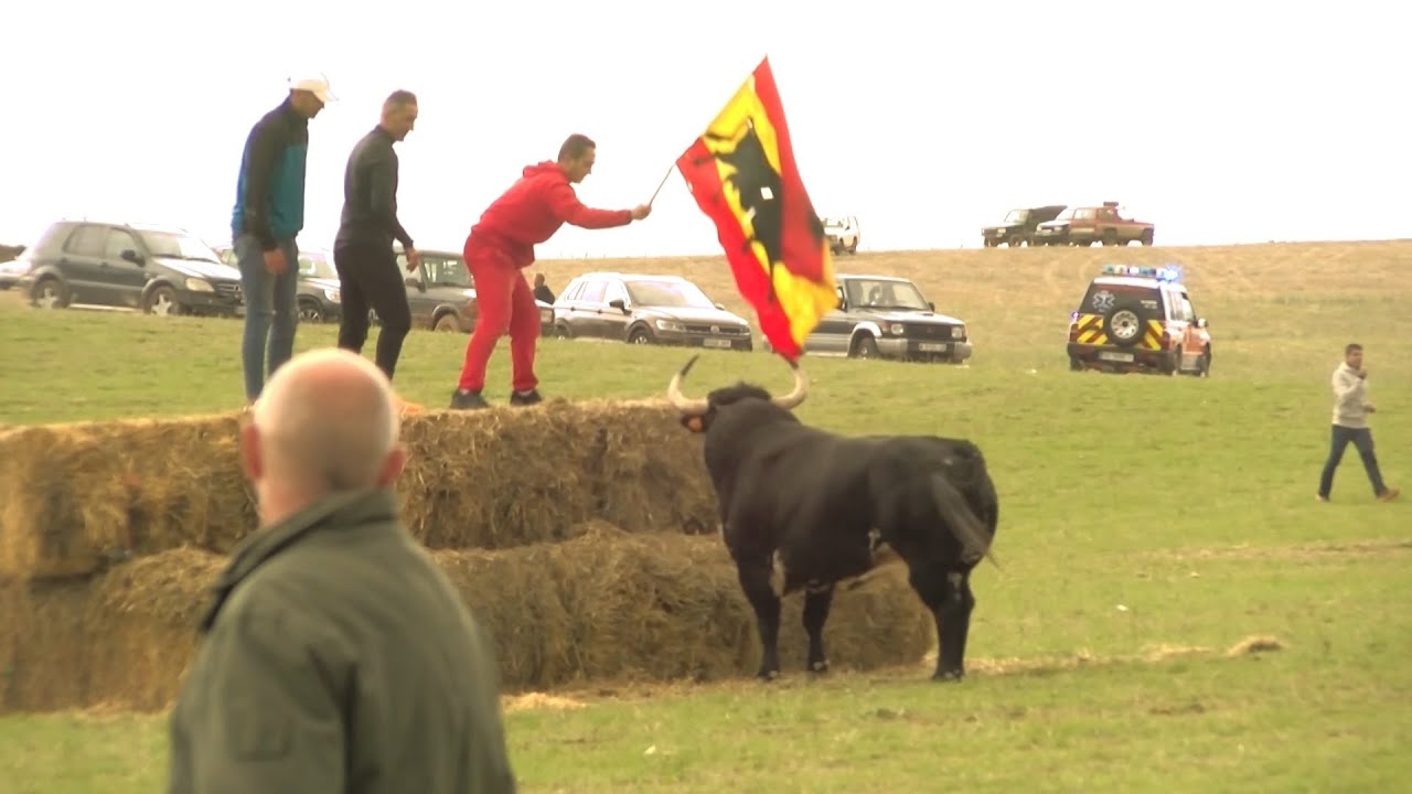 El encierro por el campo de Torija, una Tradición que emociona