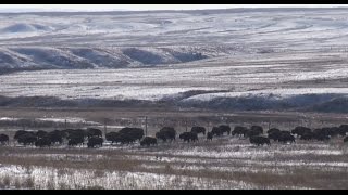 "Fort Peck Bison Restoration" (2014)