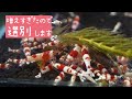 小さい水槽で繁殖するレッドビーシュリンプを我が家の飼育方法を紹介しながら選別します！【アクアリウム】