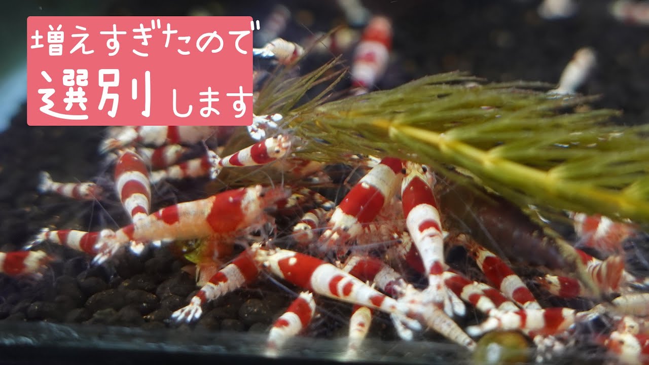 I will introduce how to breed red bee shrimp in a small aquarium