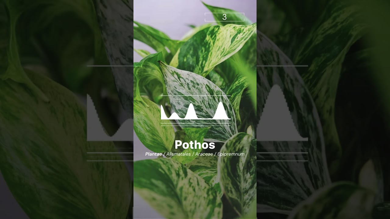 𝐒𝐨𝐮𝐧𝐝 𝐨𝐟 𝐏𝐨𝐭𝐡𝐨𝐬 | 𝐌𝐮𝐬𝐢𝐜 𝐟𝐨𝐫 𝐖𝐨𝐫𝐤  