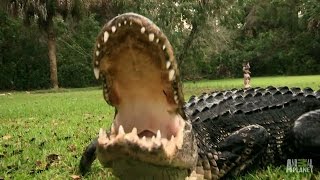 A Gator Too Comfortable Around People | Gator Boys