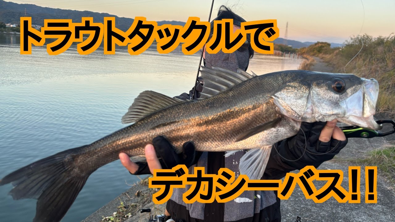 メッキ釣りに行ったのにデカシーバス釣れた