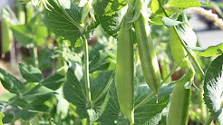 How To Plant Sugar Snap Peas & Vertically Grown Plants