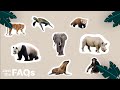 Extinction and Conservation Efforts Quiz