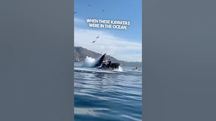 A whale swallowed their boat 😱