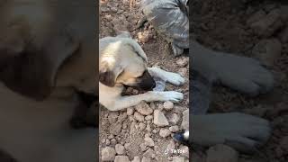 Hayvanları Sevin Etmeyin