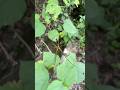 Joro spider 🕷️😍 #spider #insects #nature #shorts #viral #beautiful #love #spiderweb