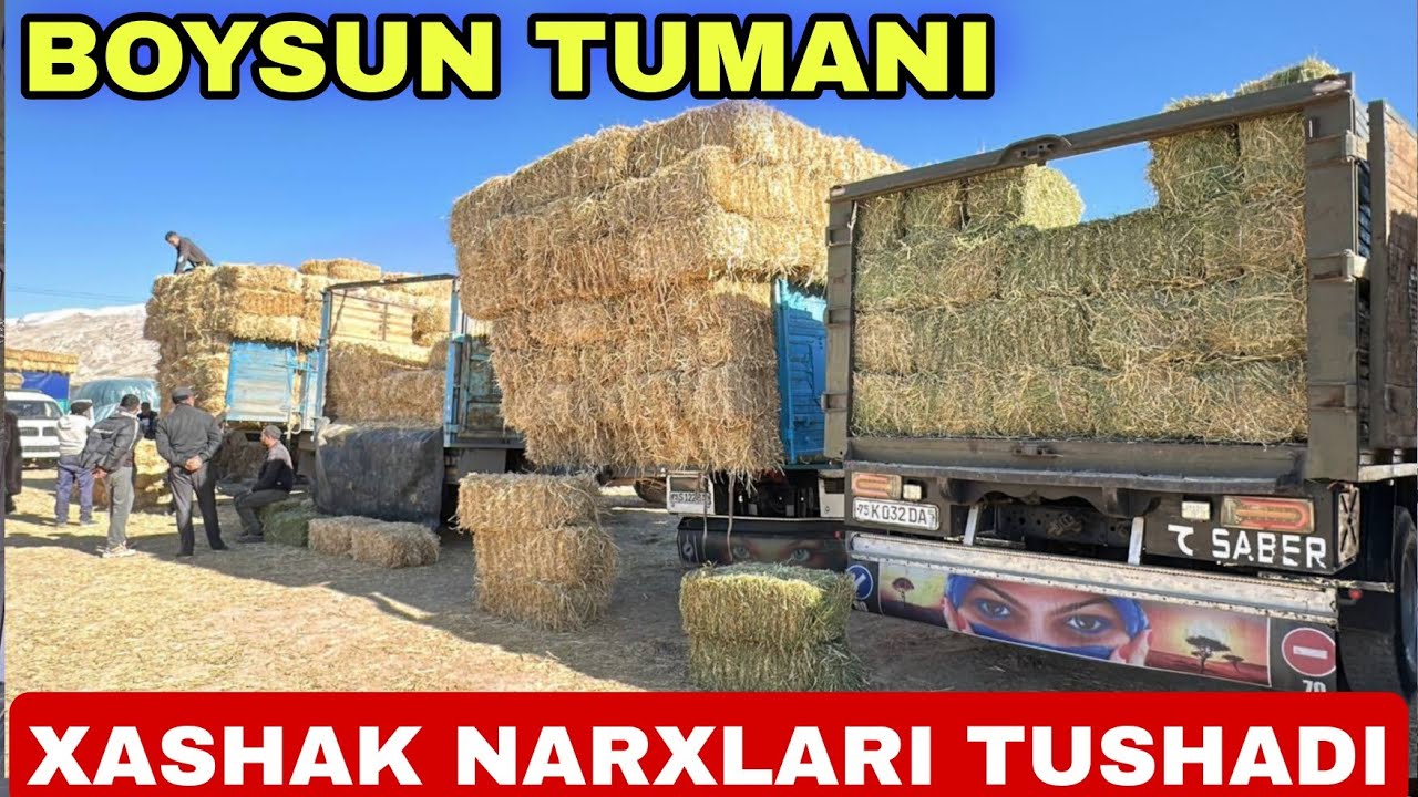 SURXONDARYO BO'YLAB XASHAK NARXLARI 