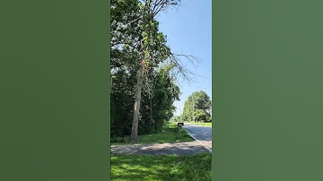 Limb over Road
