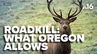 Details Oregon allows deer, elk roadkill salvage — but there are rules Guide