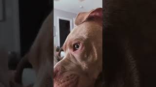 Dog Wakes Up From Sleep After Hearing The Word Park