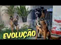 Crescimento Do Magnum Malinois Bora Brasil