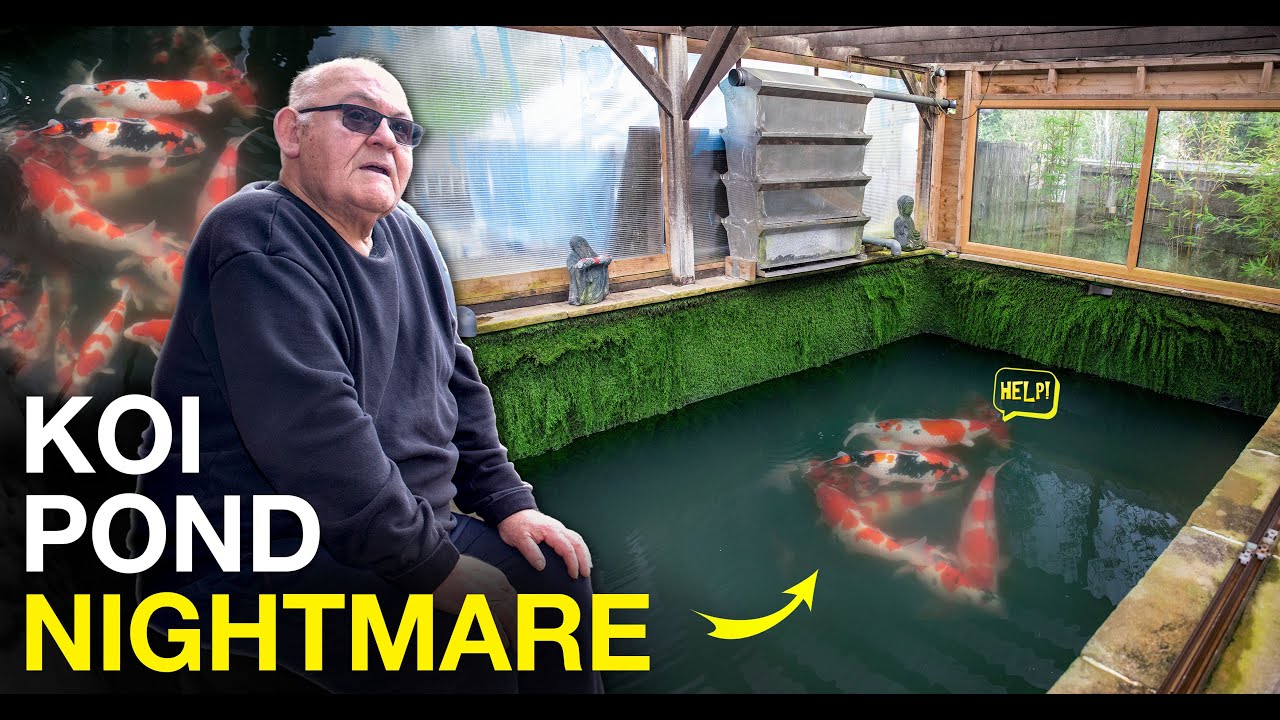 Спасаем пруд с карпами кои от катастрофы — Koi SOS!