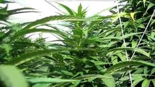 Medical Marijuana Grow Flowering