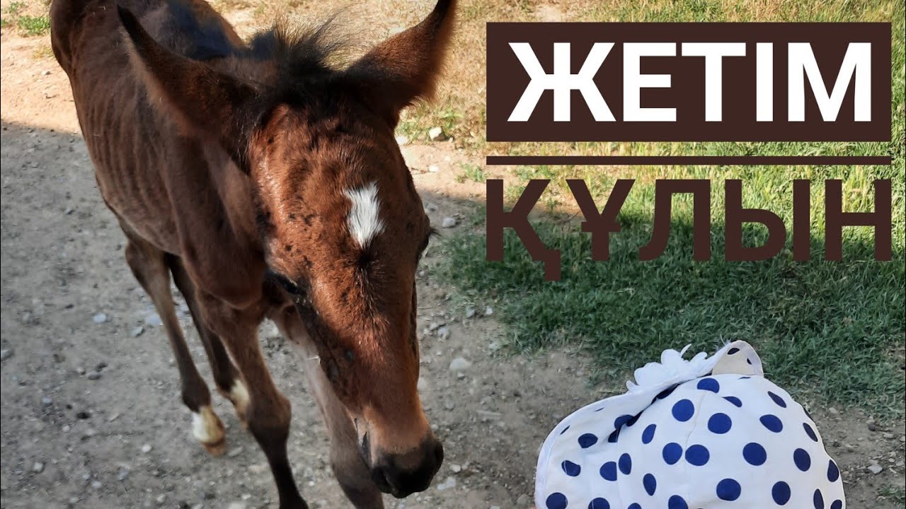 Әуесқойлық орыс фемдом порно видео және фильмдер Әйелдердің оргазмнан кейінгі пиздаларының бейнелері