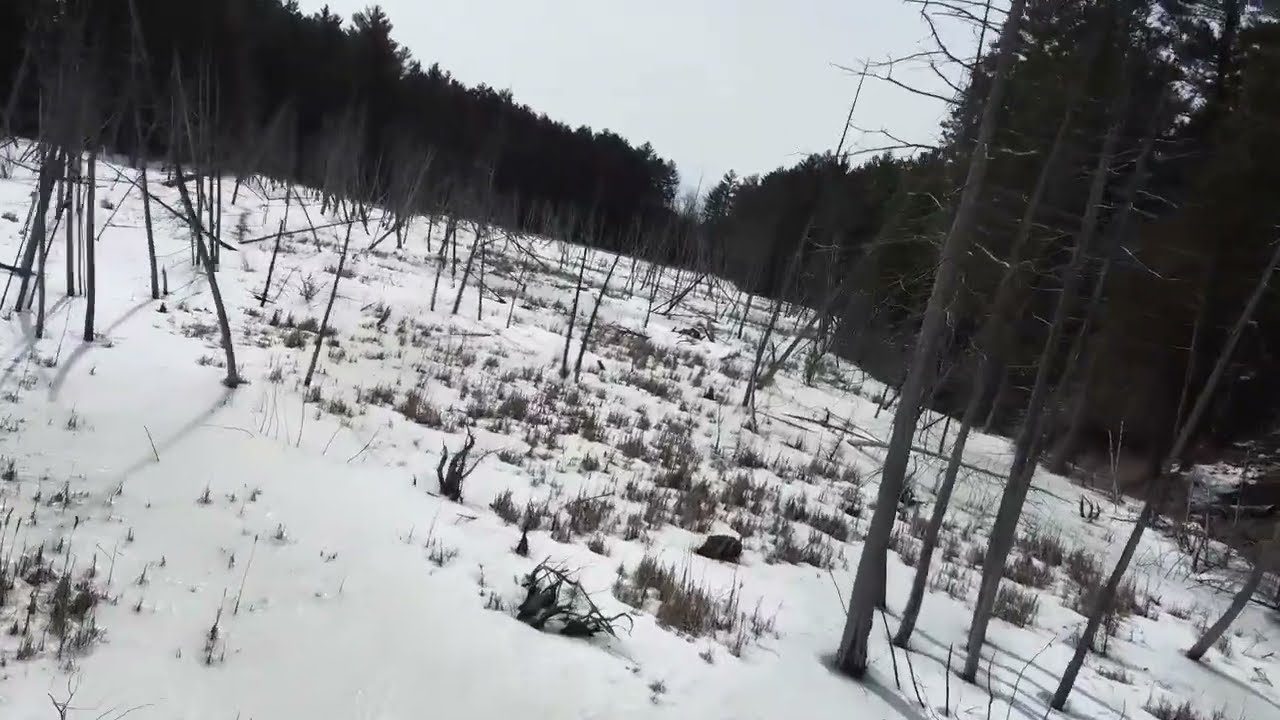 Northern Ontario Forest Drone Shot