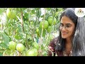 How to grow a bumper tomato crop in permaculture