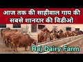 👍💪 Super Duper Sahiwal Cow at Raj Dairy Farm 🌹🌹Desi Cow Supplier in Haryana