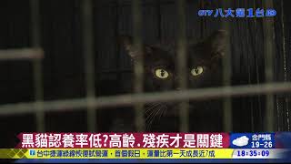 黑貓認養率低高齡.殘疾才是關鍵 八大民生新聞 2021032914