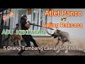 Atlet Panco Lawan Anjing Raksasa Menang Mana?? Thor The Kangal Dog #thebiggestdog