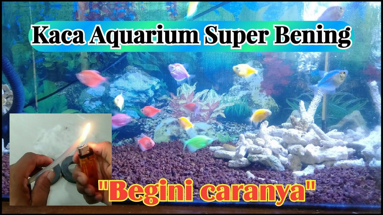 Cara membuat alat pembersih kaca aquarium cara membersihkan kaca