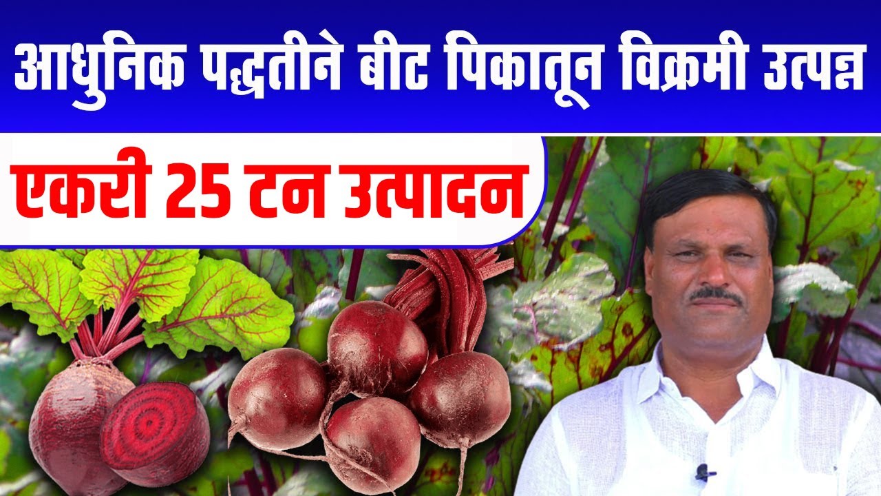 Beetroot Farming | Success Story | आधुनिक पद्धतीने बीट शेती करून झाला यशस्वी