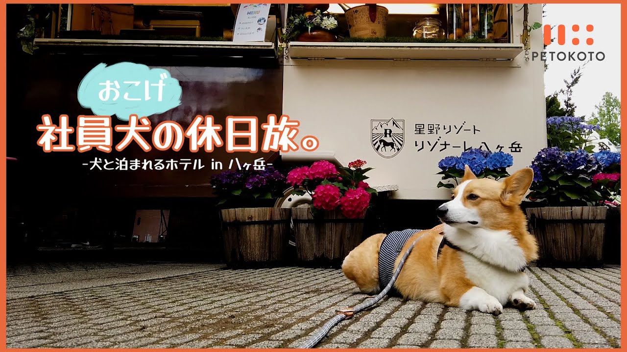 愛犬と星野リゾート 犬と泊まれるリゾナーレ八ヶ岳で極上の癒され休日旅 Youtube