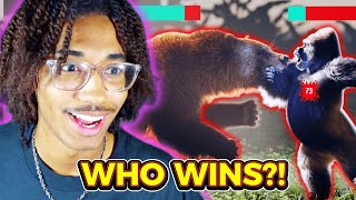 Reacting to Tier Zoo: Silverback Gorilla VS Grizzly!