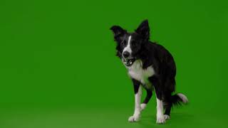 Dog Green Screen Video | Green Screen Animation