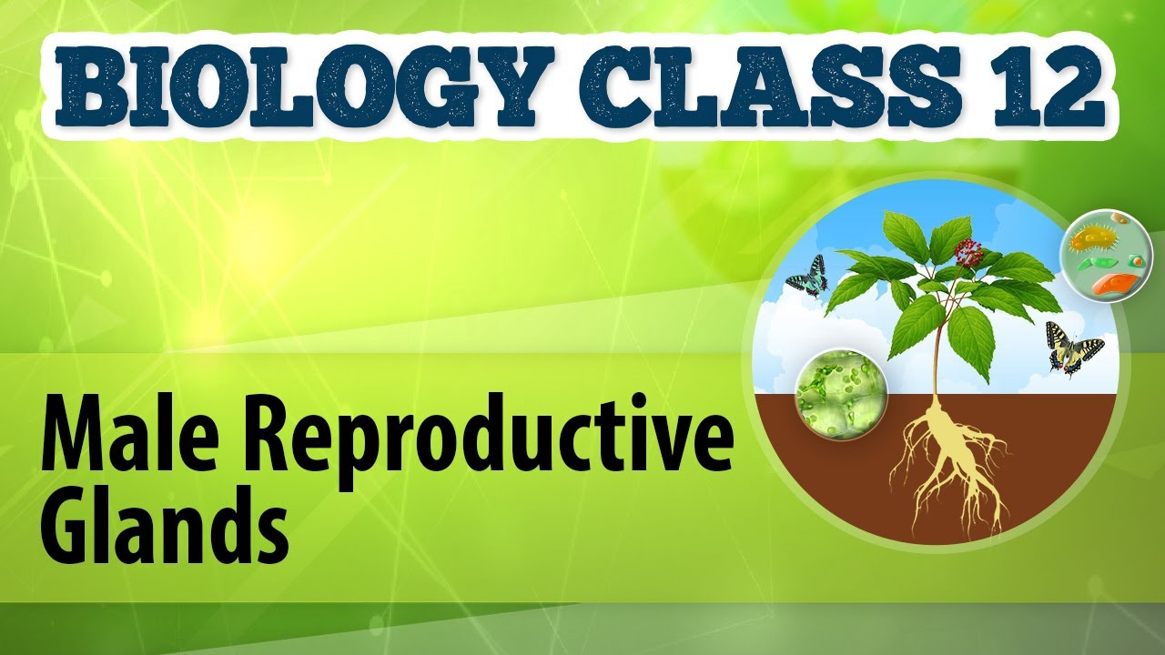 Male Reproductive Glands - Human Reproduction - Biology Class 12