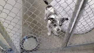 Dogs at the Olathe Animal Shelter, July 5, 2022