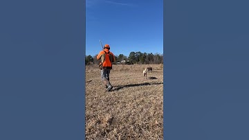 Wirehaired pointing griffon and English setter pointed up on a quail hunt #dog