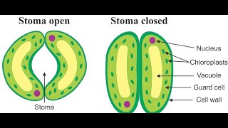 stomata open and close || stomata || open and close