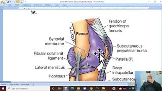 Musculo-skeletal Module , Anatomy of Lower Limb in Arabic  48 (Knee  joint , part 1  ) by Wahdan