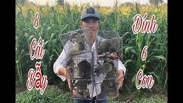 Cách đặt bẫy sóc trên cây hiệu quả | Cách bẫy sóc đơn giản hiệu quả | how to trap squirrels | phần 2