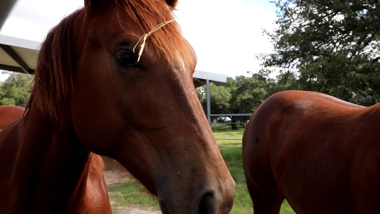 15 Mile Creek Ranch | Texas Ranch Sales, LLC