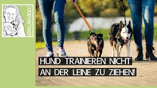 Leinenführigkeit üben ➡ Hund trainieren nicht an der Leine zu ziehen! Praxisvideo ✔
