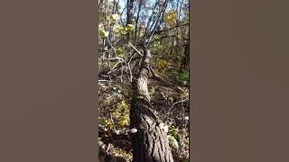 Best Squirrel call