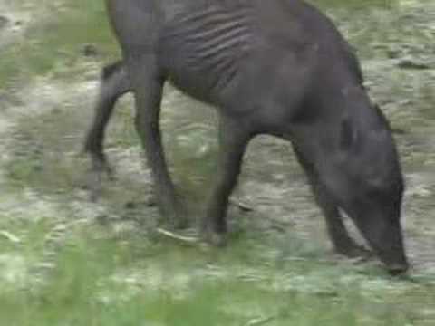 Babirusa Pigs at the Oregon Zoo