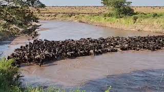 migration video 2025