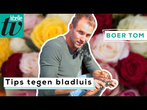 Video: Effectieve manieren om bladluizen op rozen te bestrijden