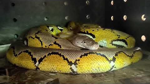 Tugas vlog Keyla Dwi Febita kelas 7A MTsN 1 Sumenep