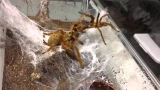 Pterinochilus murinus Breeding OBT by Nature’s Exquisite Creatures 1,728 views 8 years ago 10 minutes, 14 seconds