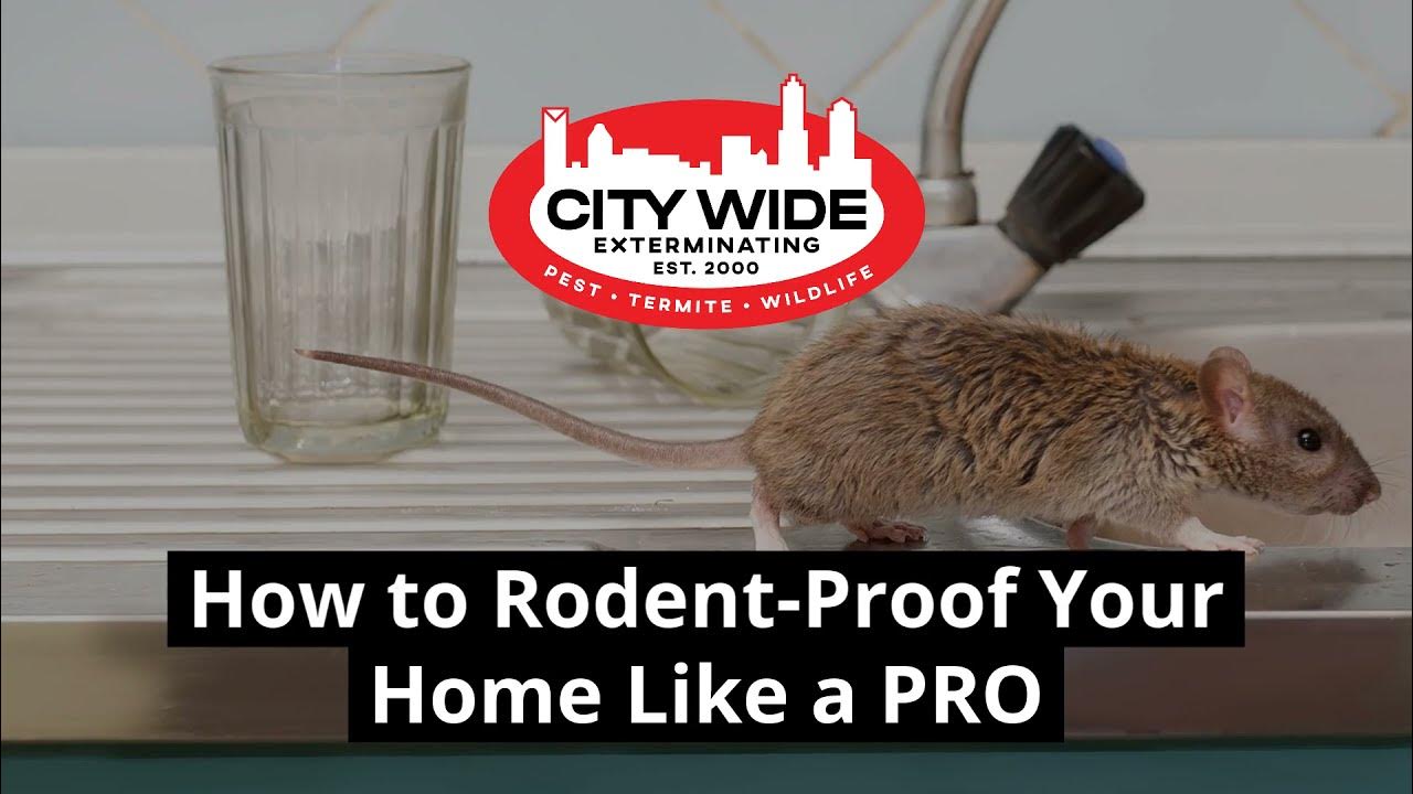 Pest Control Tips: 17 Insanely Simple Ways to Mouse Proof Your House