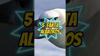 5 Fakta Albatros Burung Dengan Sayap Terlebar Di Dunia fakta albatros