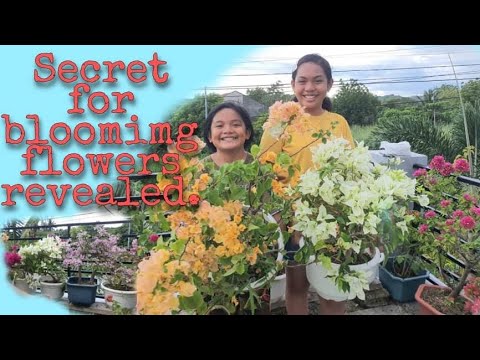 Video: Pataba Na Magnesiyo Sulpate: Mga Tagubilin Para Sa Paggamit, Pagpapakain Ng Mga Halaman, Panloob Na Mga Bulaklak At Conifers