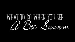 What to do when you see a Honeybee Swarm?