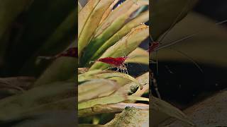 Red Neocaridina #shrimp #shorts #youtubeshorts #youtube #entertainment #funny #viral #viralvideo